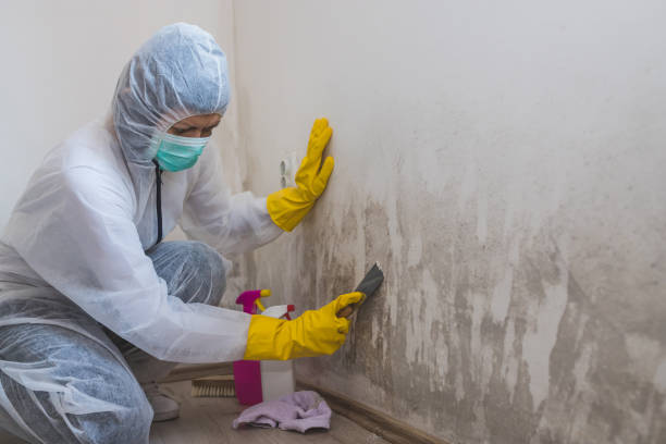 Reliable Emmetsburg, IA Mold Remediation Solutions