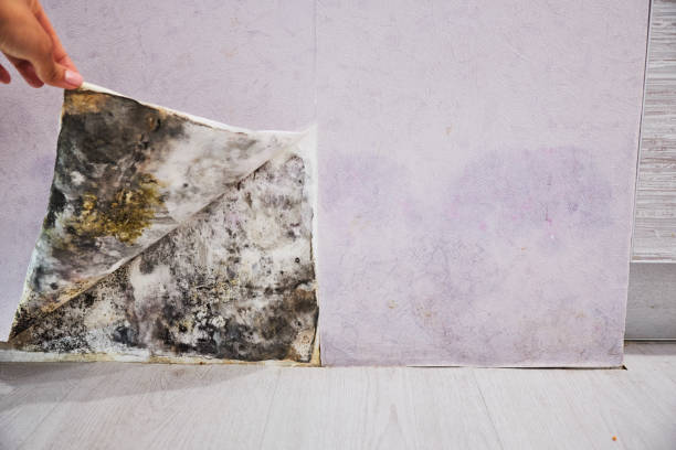 Best Residential Mold Remediation in Emmetsburg, IA